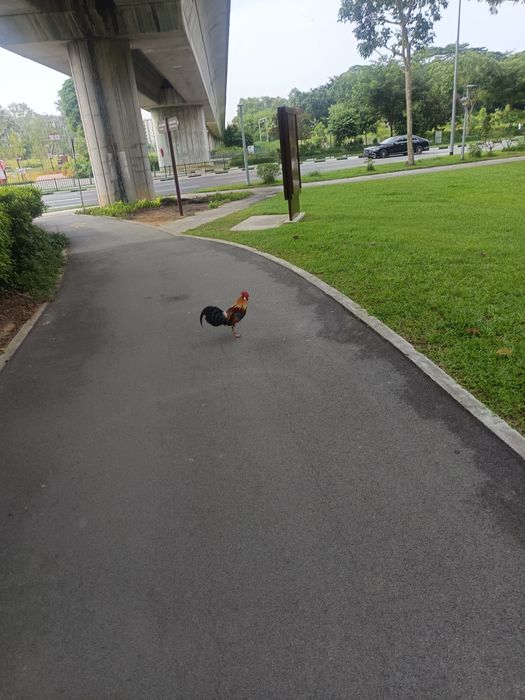 Singapore Red Junglefowl